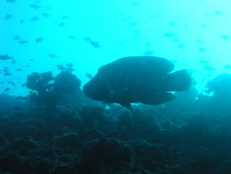 メガネモチノウオ
