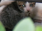 子猫