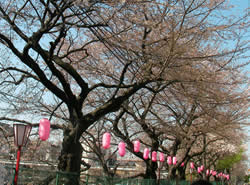 桜