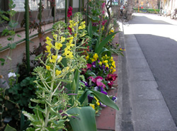 花壇