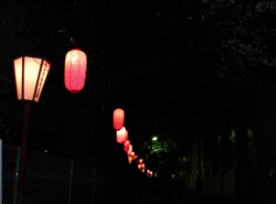 夜桜