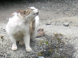 猫